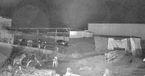 Edirne’de kurt saldırısı kamerada