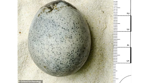 1.700 yıllık bu yumurtanın içinden çıkanı kimse beklemiyordu