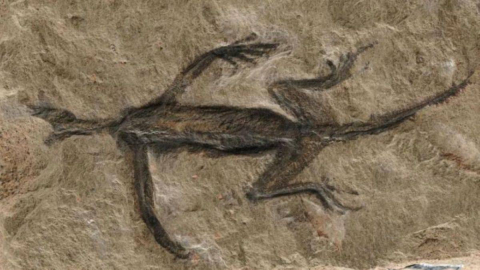 100 yıl önce bulunmuştu; ödüllü fosil sahtekarlığı!