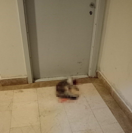 Kedi Eros’u darp ederek öldüren İbrahim Keloğlan hakkındaki karar kaldırıldı