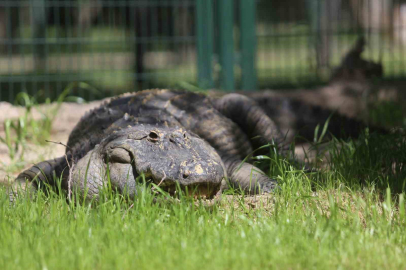 (Özel) Bursa Hayvanat Bahçesi’nin yeni üyesi Bursaspor’un maskotu oldu