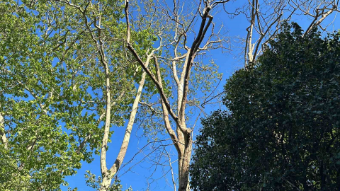 Gezi Parkı’nda akıl almaz olay: Başına ağaç dalı düşen kadın yaralandı