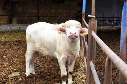 Balıkesir’de Manda Sayısı Artmaya Devam Ediyor