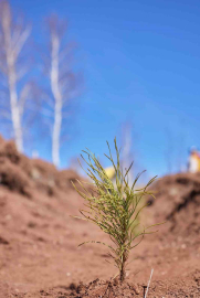 Uludağ Elektrik dijitalleşme çalışmalarıyla doğaya katkı sağlıyor