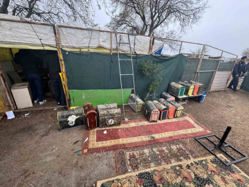 Tekirdağ’da horoz dövüşüne operasyon: Ring boş, kafes dolu