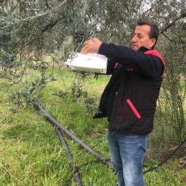 Havran’da zeytin güvesi alarmı