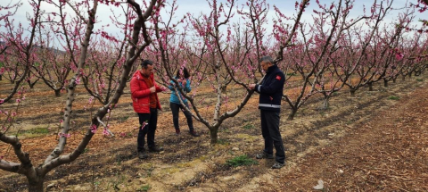 Çanakkale’de zirai don hasar tespit çalışmaları başladı