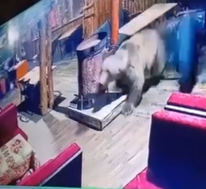 İşletmeyi ayı bastı...O anlar kamerada