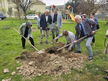 Gölcük’te zeytin ağaçları toprakla buluştu