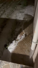 Bursa’da dolu yağışı fidelere zarar verdi