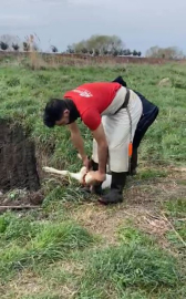 Lüleburgaz’da kaçak yolla getirilen 12 buzağı itlaf edildi