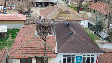 Tekirdağ’da Leyla ile Mecnun yuvalarına döndü