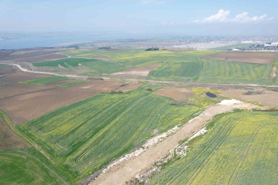 İstanbul’da çiçek açan kanola bitkilerinin görsel şöleni