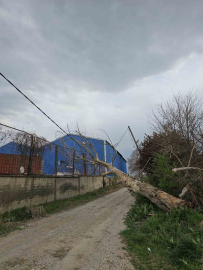 Lodos ağaçları devirdi