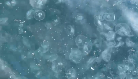 Beşiktaş’ta sahil denizanalarıyla kaplandı