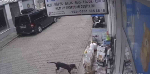 Kediyi kıskanan köpek, mamayı alıp kaçtı