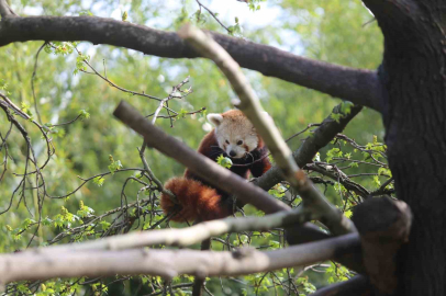 Kızıl pandalar yan gelip yatıyor