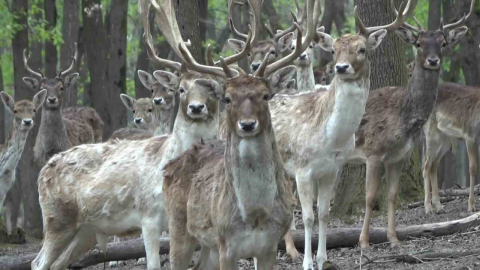 Kızıl geyikler boynuzlarını değiştiriyor