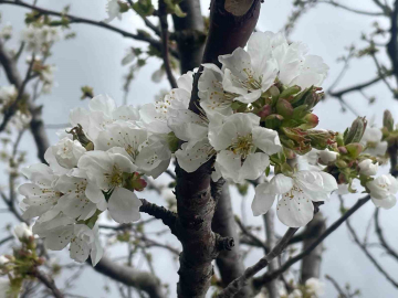 Kiraz ve vişnede çiçeklenme dönemi öncesi ilaçlama önerisi