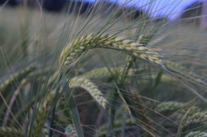 Türkiye’de hububatı, don, kuraklık ve fare tehdit ediyor
