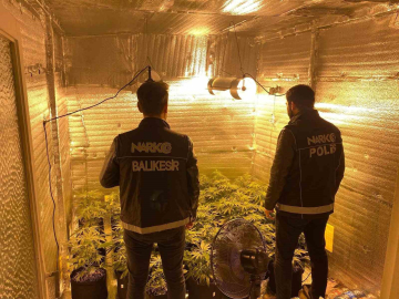 Ayvalık’ta uyuşturucu operasyonunda 28 kök kenevir ele geçirildi