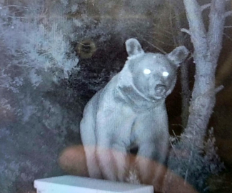 Erdek’te ayılar arı kovanlarına zarar verdi