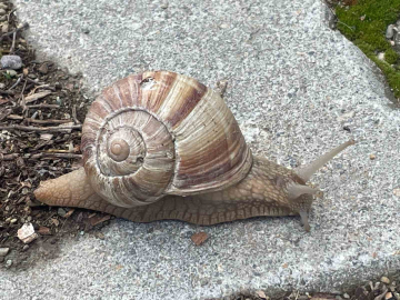 Yumuşayan topraktan çıkmaya başladı; kilosu 35 liradan satılıyor.