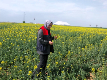 Kırklareli’nde kanola ve hububat tarlaları incelendi
