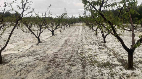 Çanakkale’de meyve bahçelerini dolu vurdu