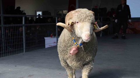 Bandırma’da damızlık koç satışında 246 bin liralık rekor