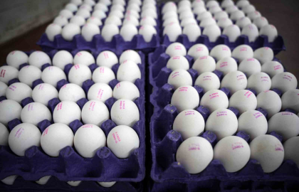 "Tüm Türkiye’ye yetecek kadar yumurtamız var"