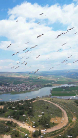 Bursa’da pelikanlar böyle görüntülendi