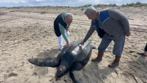 Soyu tükenme riskiyle karşı karşıya: Deri sırtlı kaplumbağanın boyutu hayrete düşürdü