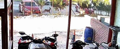 Bahçesindeki karacayı görünce hayrete düştü