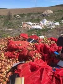 Yol kenarına dökülen soğanlara vatandaşlardan tepki