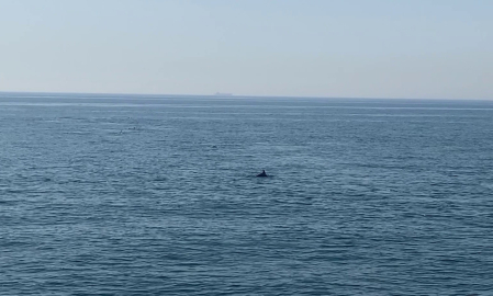 Marmara’da yunus balıklarından görsel şölen