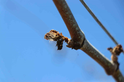 TZOB Genel Başkanı Bayraktar: "65 ilimizde zirai don zararı var"