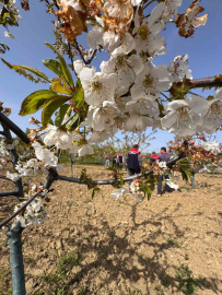 Tekirdağ’da don zararıyla ilgili üreticiler bilgilendirildi
