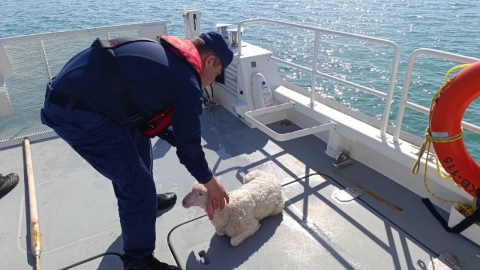 Denizde sürüklenen kuzuyu Sahil Güvenlik kurtardı