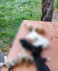 Gemlik’te yavru kediler katledildi