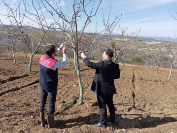 Bilecik’te don afeti sonrası hasar tespit çalışmaları devam ediyor