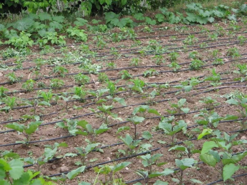 Tarımsal sulamada "kamu spotu" önerisi