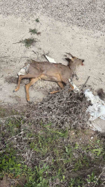 Bilecik’te aracın çarptığı karaca telef oldu