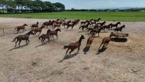 700 yıllık işletmenin milyonluk atları havadan görüntülendi