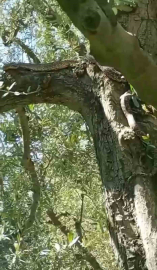 2,5 metrelik yılanı gören gözüne inanamadı