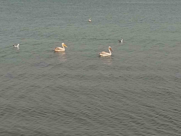 Pelikanlar İznik Gölü’nü süsledi