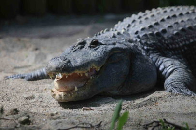Timsah güney banyosu keyfi...