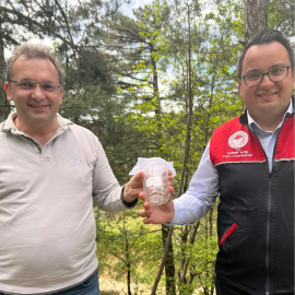 Kazdağları’nda kestane gal arısı zararlısına karşı biyolojik savaş