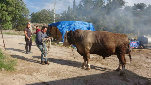 1.5 tonluk "Fatih" isimli boğa alıcısını bekliyor