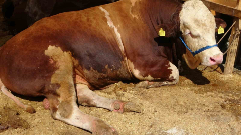 Sultanbeyli Kurban Pazarı’nda dev rekabet: ‘Şampiyon’ ve ‘İmparator’ karşı karşıya